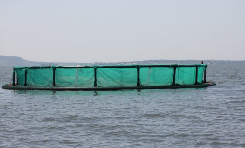 climate smart aquaculture