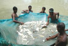 Rajshahi fish harvesting from pond