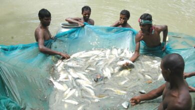 Rajshahi fish harvesting from pond