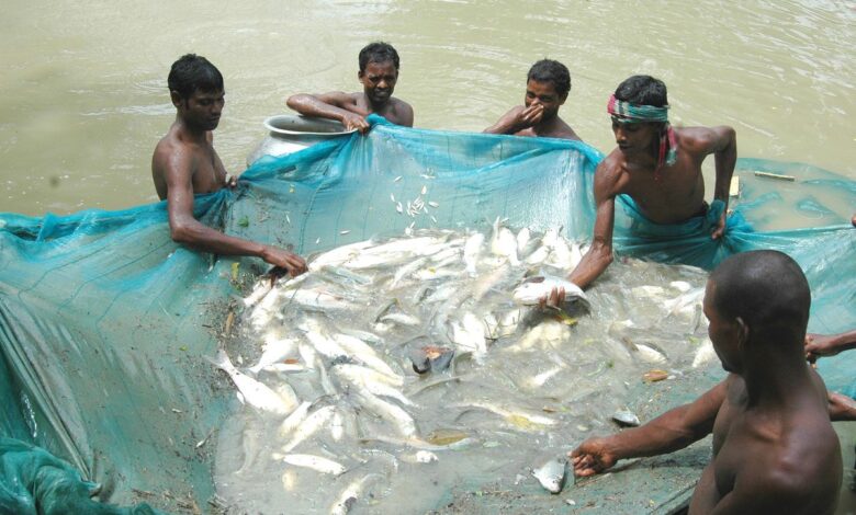 Rajshahi fish harvesting from pond
