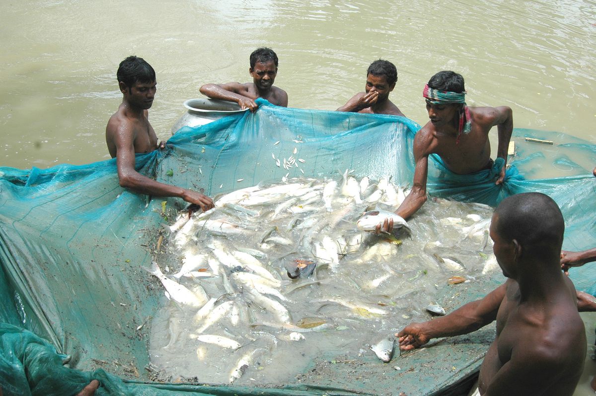 Rajshahi fish harvesting from pond
