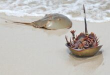 horseshoe crab bangladesh