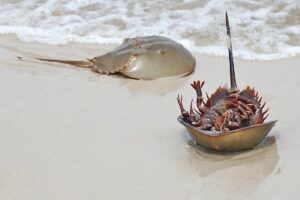 horseshoe crab bangladesh