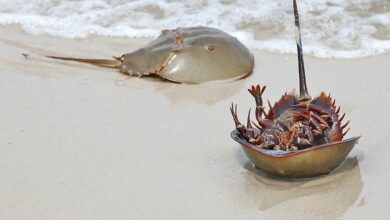 horseshoe crab bangladesh