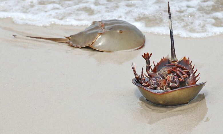 horseshoe crab bangladesh