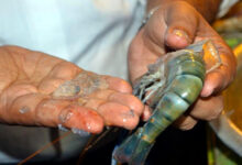 jelly pushed shrimp