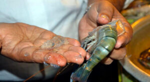jelly pushed shrimp