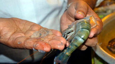 jelly pushed shrimp