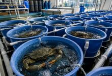 mud crab fattening