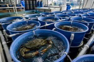 mud crab fattening