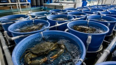 mud crab fattening