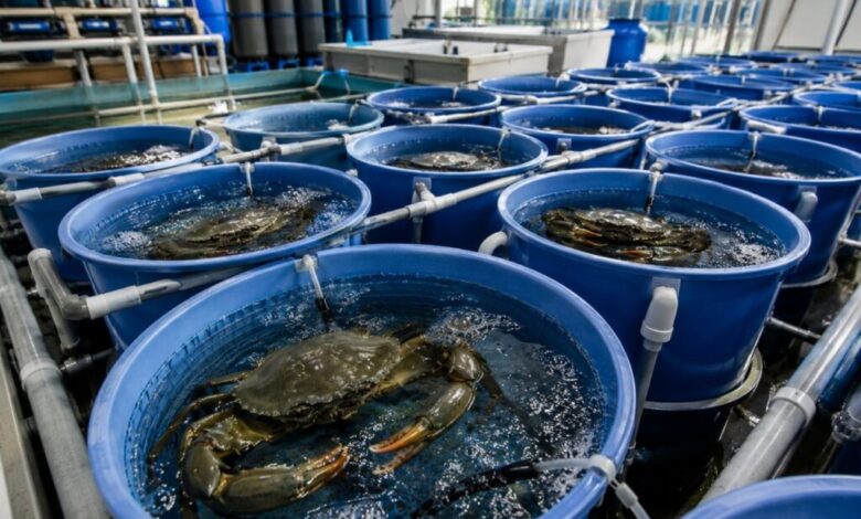 mud crab fattening