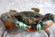 mud crab