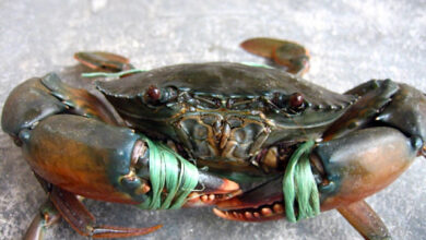 mud crab