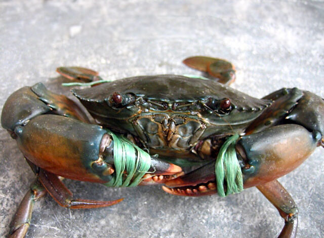 mud crab