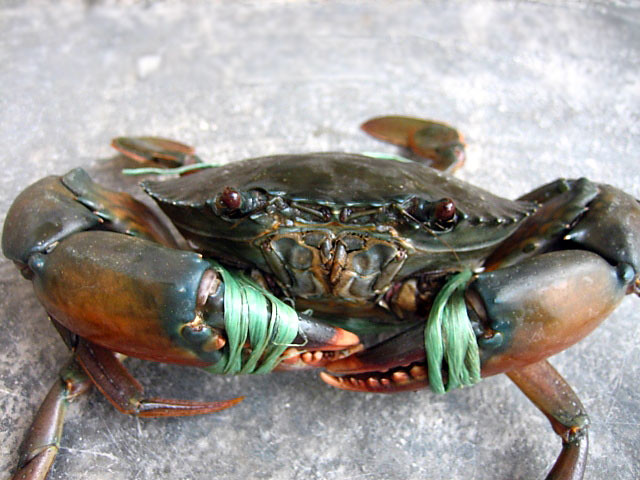 mud crab