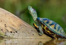 red eared slider turtle in bangladesh