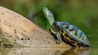 red eared slider turtle in bangladesh