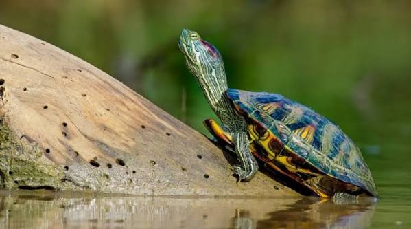 red eared slider turtle in bangladesh