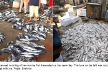 tuna hilsa fish quality