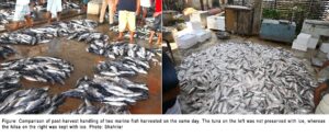 tuna hilsa fish quality