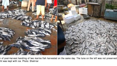 tuna hilsa fish quality
