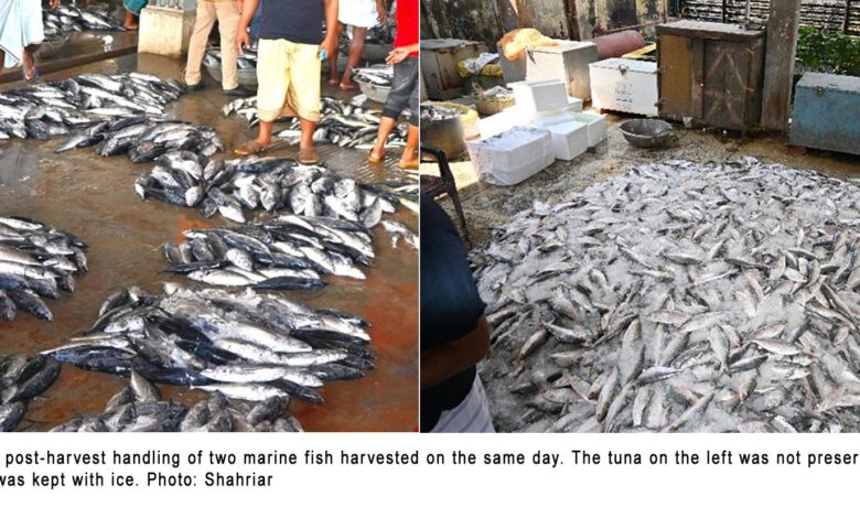 tuna hilsa fish quality