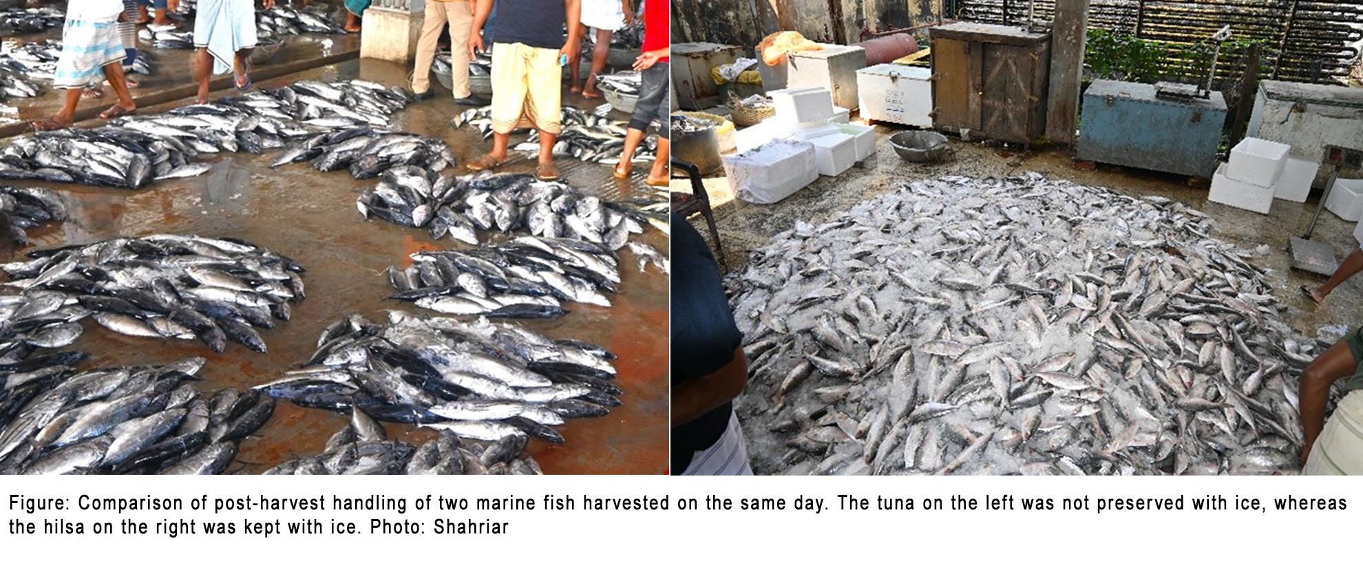 tuna hilsa fish quality