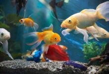 Ornamental Fish Farming