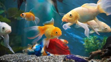 Ornamental Fish Farming