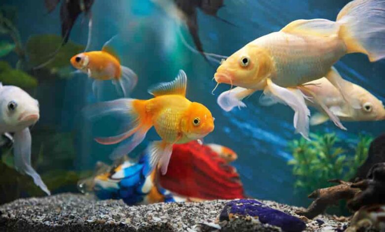 Ornamental Fish Farming
