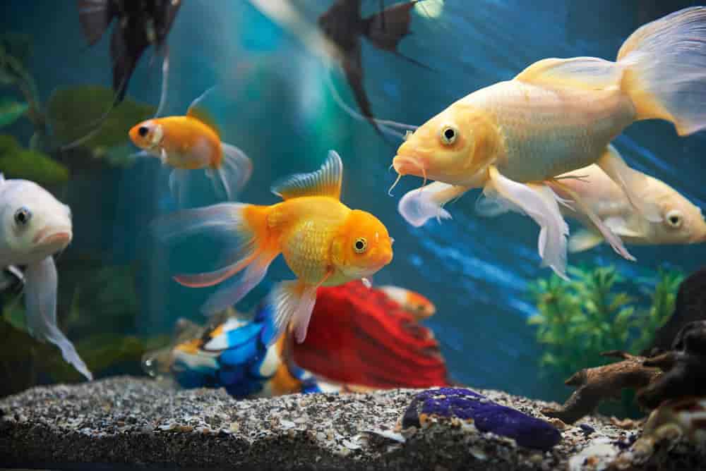 Ornamental Fish Farming