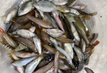 small indigenous species fish