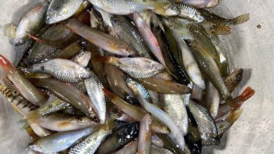 small indigenous species fish