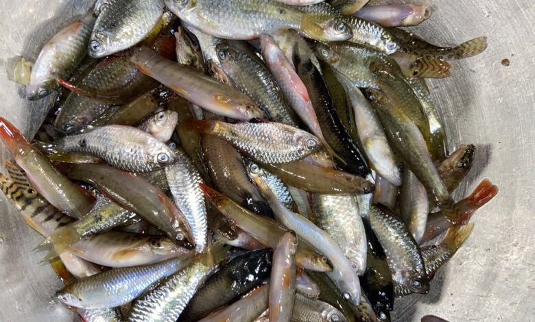 small indigenous species fish