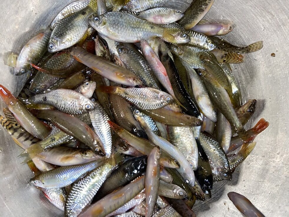 small indigenous species fish
