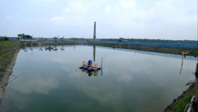 semi-intensive shrimp farm in khulna