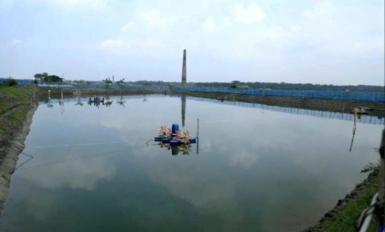 semi-intensive shrimp farm in khulna