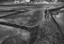 Chakaria Sundarbans shrimp farming