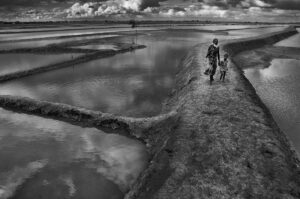 Chakaria Sundarbans shrimp farming