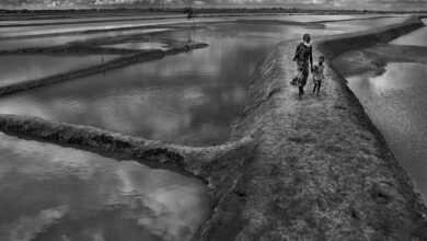 Chakaria Sundarbans shrimp farming