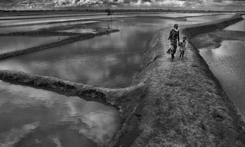 Chakaria Sundarbans shrimp farming