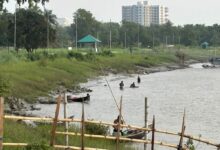 wild fry / PL collection from bhairob river khulna