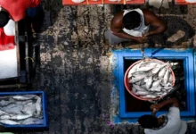 Durga Puja Hilsa Export