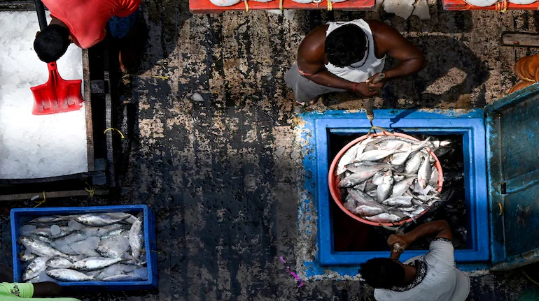 Durga Puja Hilsa Export