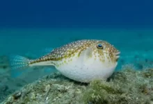 Pufferfish