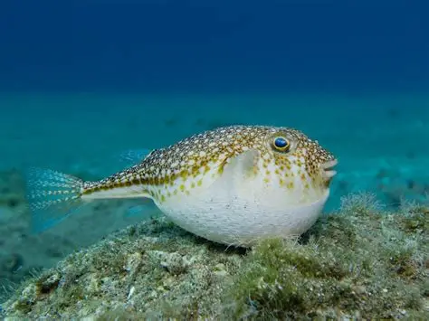 Pufferfish