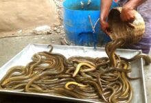 eel fish bangladesh export