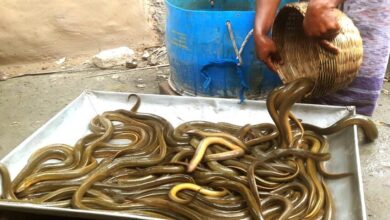 eel fish bangladesh export