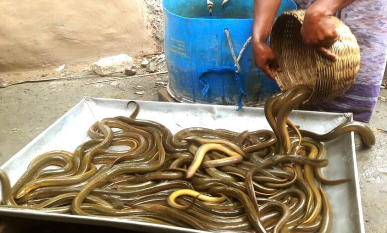 eel fish bangladesh export